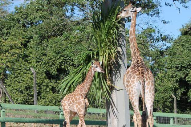 Zoo Pomerode nos arredores de Blumenau: Girafas