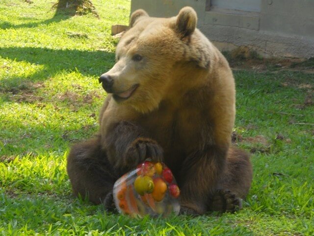 Zoo Pomerode nos arredores de Blumenau: Urso