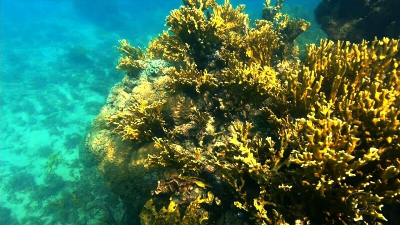 Corais no fundo do mar na Rota Ecológica da Costa dos Corais em Maceió