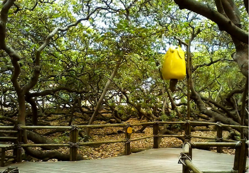 Pontos turísticos em Natal: Cajueiro de Pirangi Pontos turísticos em Natal: Cajueiro de Pirangi