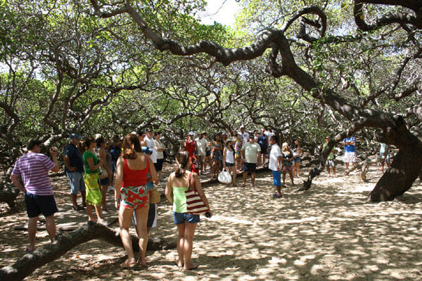 Maior cajueiro do mundo em Natal Maior cajueiro do mundo em Natal
